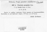 Puccinia graminis image